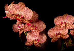 лепестки,фаленопсис,орхидеи