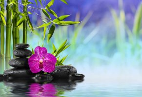 орхидея,камни,бамбук,вода,спа