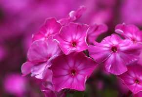 петуния,розовый,цветок,флоксы