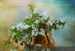 Весна,кашпо,вишня,цветы,нарциссы,ветки,велосипед