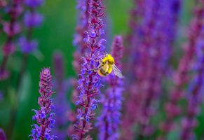 насекомое,цветы,шалфей,пчела