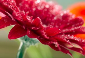 red,raindrops,macro,gerbera,flower,красный,гербера,цветок,nature