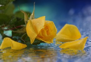 капли,желтая,роза,вода,цветок