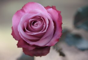 розовая,роза,фото,цветок,макро
