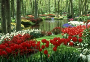 сад кейкенхоф,нидерланды,keukenhof gardens,водоём,тюльпаны