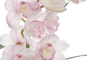 white,цветы,flowers,белый,розовая охидея,pink orchid