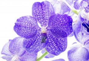орхидеи,лиловые,фон