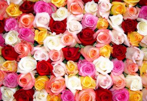 розовые,розы,желтые,цветы,красные,белые