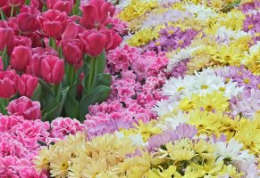 Весна,много,розовые,тюльпаны,цветы,хризантема