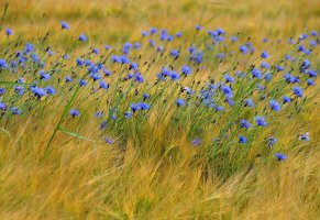 полевые цветы,голубые,колосья
