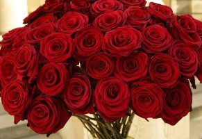 красные,цветы,букет,розы