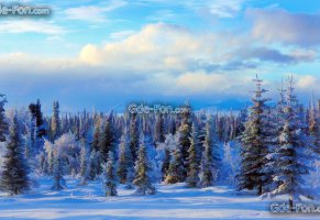 winter,forest,alaska,usa