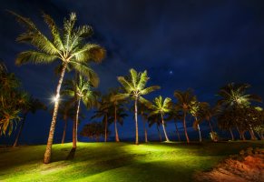 пальмы,газон,ночь,берег