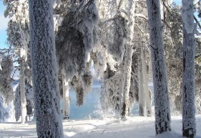 Зима,снег,обледенелые деревья,пейзаж
