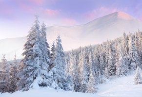Зима,деревья в снегу,лес,горы