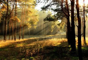 лес,свет,утро,природа