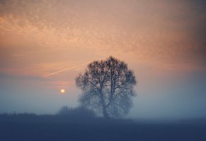 солнце,туман,поле,дерево,вечер
