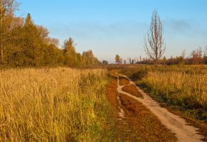 проселочая дорога,осень,деревья,голубое небо,трава