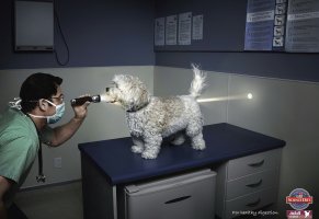 собака,ветеринар,обследование,реклама,фонарик