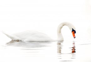 вода,white background,swan,water,лебедь,lake,озеро,белый фон