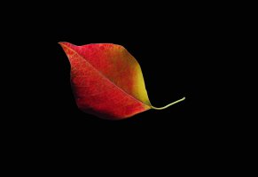 минимализм,фон,лист,осень