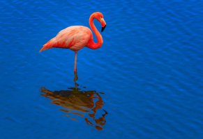 фон,фламинго,вода,розовый