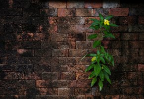 минимализм,растение,кирпичная стена,цветок
