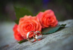 розы,свадьба,кольца