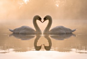 вода,пара,лебеди,любовь,туман