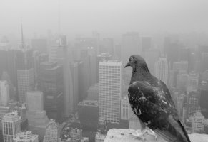 город,голубь,туман