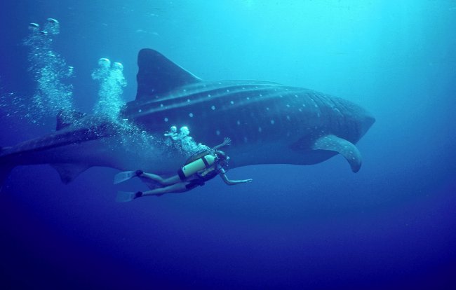 девушка,океан,фото,под водой,дайвинг,китовая акула