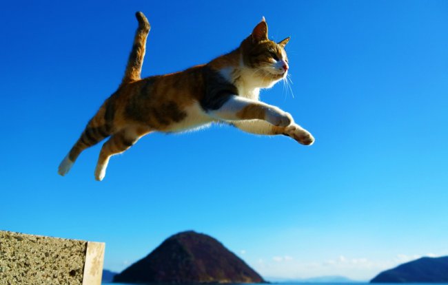 небо,кот,прыжок