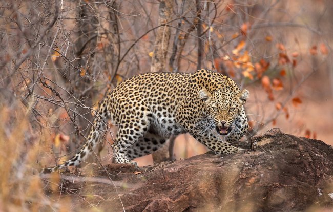 хищник,леопард,оскал,национальный парк,южная африка