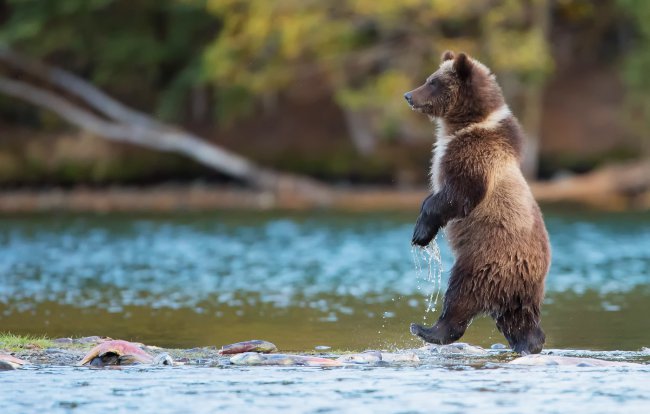 природа,река,вода,хищник,животное,канада,медведь,рыба,гризли