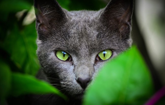 кошка,зеленоглазая