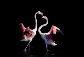 ночь,розовое фламинго,танцы