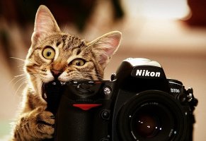 фотоаппарат,объектив,кот,фотограф