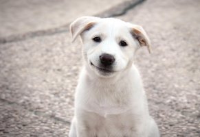 улыбка,белая,собака