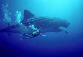 фото,под водой,девушка,дайвинг,океан,китовая акула