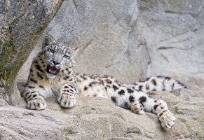 снежный леопард,дикая кошка,отдых,хищник,барс,снежный барс,скалы,лежит,ирбис,камни,зоопарк