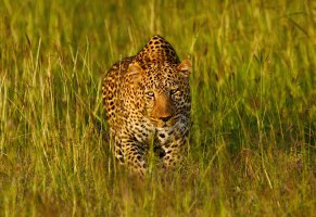 трава,дикая кошка,хищник,маскировка,африка,леопард