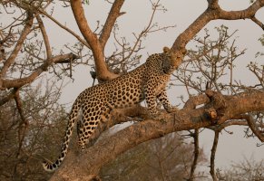 африка,леопард,дикая кошка,на дереве,хищник,грация