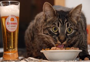 пиво,кошка,еда