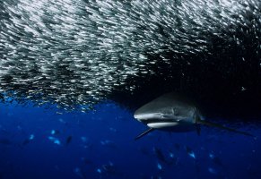 акула,красиво,рыбки,фото,под водой
