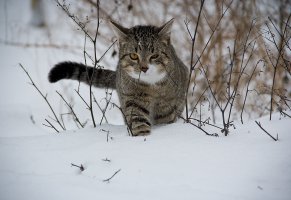 кошка,охота,Зима,животные,кот,снег