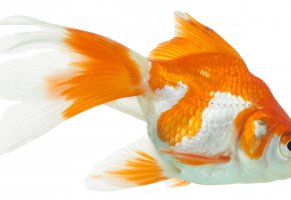 белый фон,крупный план,золотая рыбка