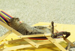 cats,кот,лежак,песок,animals