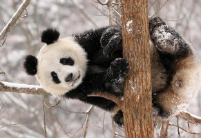 дерево,панда,Зима