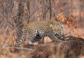 леопард,южная африка,хищник,национальный парк,оскал