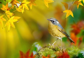 пташка,оснь,white-browed bush-robin,тайвань,fuyi chen,фотограф,клён,птицы мира